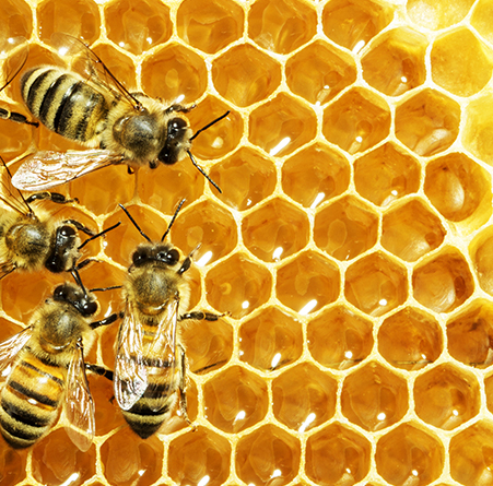 HONEY COMBS AND BEES